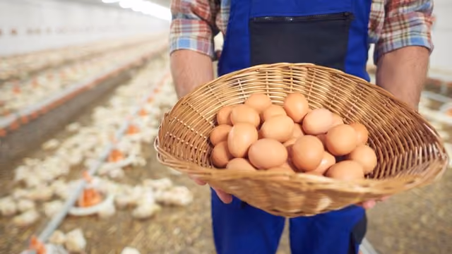 Modal Bisnis Ayam Petelur: Rincian Biaya, Perhitungan, dan Tips Sukses