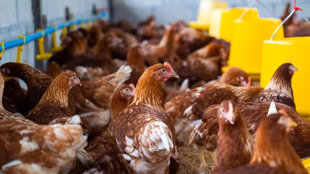 Modal Ternak Ayam Kampung: Panduan Lengkap dan Solusi Pendanaan yang Tepat
