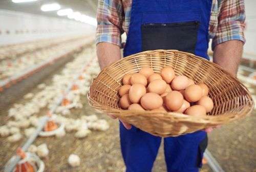 Pratinjau untuk Modal Bisnis Ayam Petelur: Rincian Biaya, Perhitungan, dan Tips Sukses
