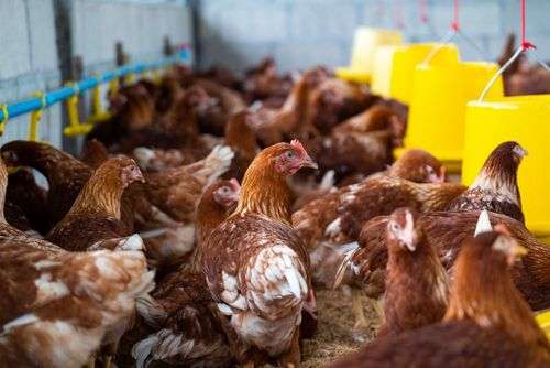 Pratinjau untuk Modal Ternak Ayam Kampung: Panduan Lengkap dan Solusi Pendanaan yang Tepat