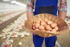 Gambar untuk Modal Bisnis Ayam Petelur: Rincian Biaya, Perhitungan, dan Tips Sukses